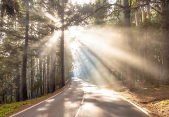 Amazing landscape with sun rays on the road in forest