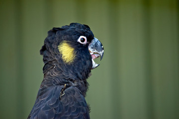 side view of a yellow tailed black cockatoo