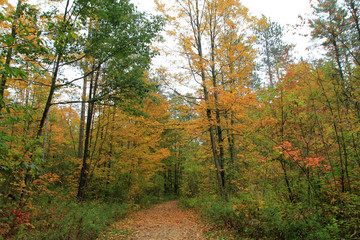 Fall in forest