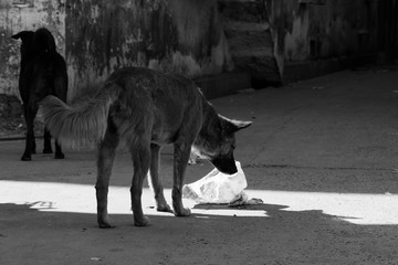 Hunde auf der Straße in Indien, schwarz-weiß Aufnahme