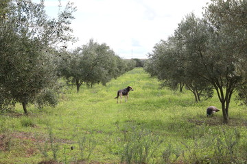 german shepherd in grassy field between olive trees lines