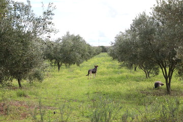 german shepherd in grassy field between olive trees lines
