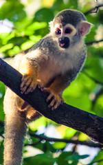 Squirrel Monkey