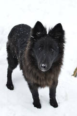 Obraz premium dog in the snow