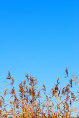 Common reed (Phragmites australis) against clear blue sky.