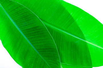 pattern of banana leaf for background and design