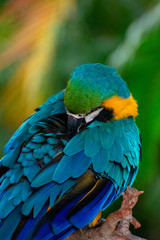 Parrot in cleaning time