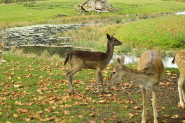 fallow deer in the grass