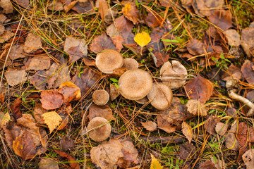 Honey mushrooms growing in autumn forest, pine needles and dry colorful leaves on ground, top view