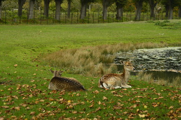 fallow deer in the grass