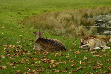 fallow deer in the grass