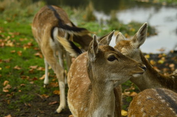 fallow deer in the grass