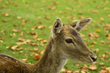 fallow deer in the grass