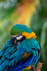 parrot sleeping at the branch