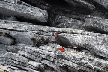 Inca Tern, Aquarium, Lisbon, Portugal