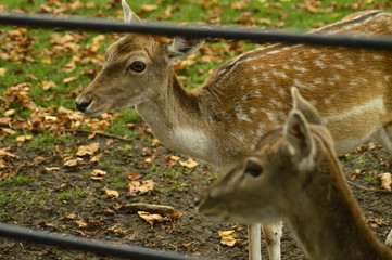 fallow deer in the grass