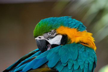 parrot tickling himself