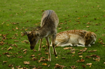 fallow deer in the grass