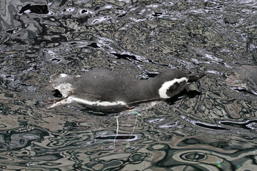 Penguin, Aquarium, Lisbon, Portugal