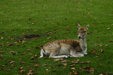 fallow deer in the grass