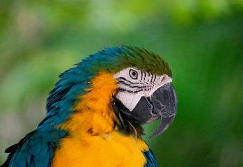 blue and yellow macaw