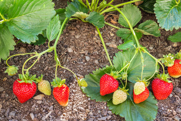 detail of strawberry plant with ripe strawberries growing in organic garden