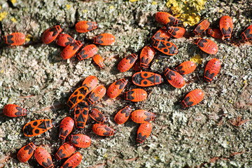 Firebugs or Pyrrhocoris apterus in Belarus showing aggregation behavior