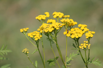 Common tansy or Tanacetum vulgare yellow flowers on green background