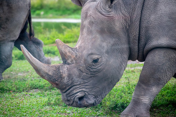 rhino walk at zoo