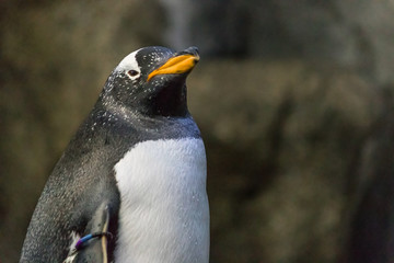 Close up view of black-footed African penguin with blurred background and orange and black beak