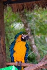 Parrot waiting to react and fly