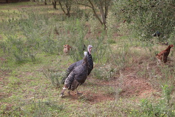 Turkey in the farm on grass field
