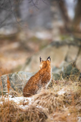 Obraz premium Eurasian lynx looking into the forest in winter