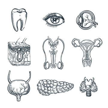 Human internal organs, tooth and eye. Vector sketch isolated illustration. Hand drawn doodle anatomy symbols set