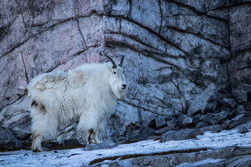 Big horned sheep amidst rocky outcropping with cool light during mid winter