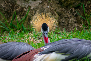 grey crowned crane looking
