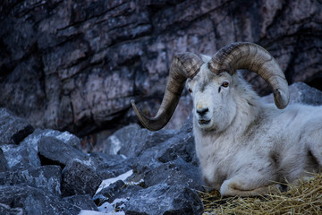Big horned sheep amidst rocky outcropping with cool light during mid winter