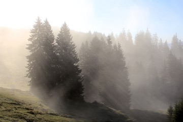 Cloudy Forest at morning