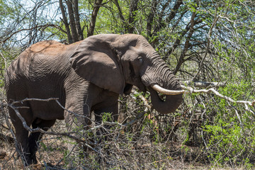 Elephant eating leaves from tree, Kruger Park