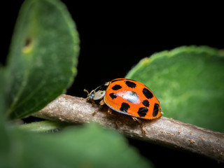 An adult Asian ladybeetle sitting on a small twig