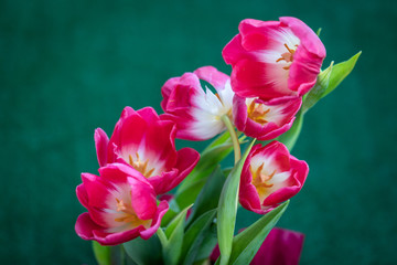 Tulipanes macro