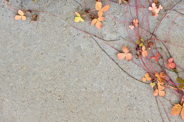 Strawberry (Fragaria) leaves and runners on concrete plate.