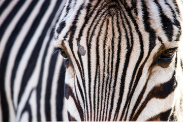 Close up view of black and white striped zebra with dark eyes