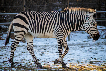 Fototapeta na wymiar Close up view of black and white striped zebra with dark eyes