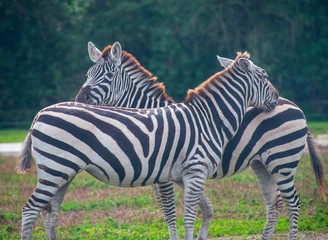 the zebras union