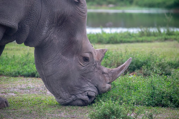 side portrait of a rhino