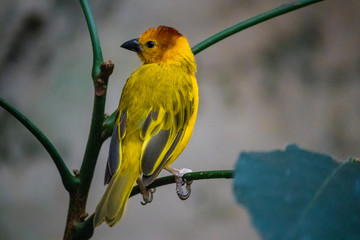 Teveta Golden Weaver bird standing upon thin brittle branch with blurred background
