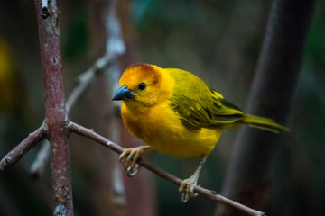 Fototapeta premium Teveta Golden Weaver bird standing upon thin brittle branch with blurred background