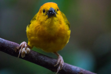 Teveta Golden Weaver bird standing upon thin brittle branch with blurred background