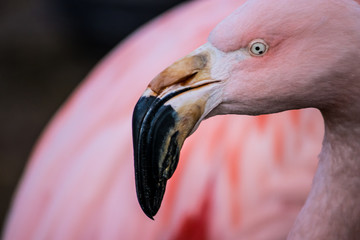 Fototapeta premium Close up view of bright pink feathered flamingo with hooked beak